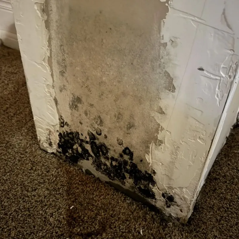 Professional Mold Removal in City of Salem, VA